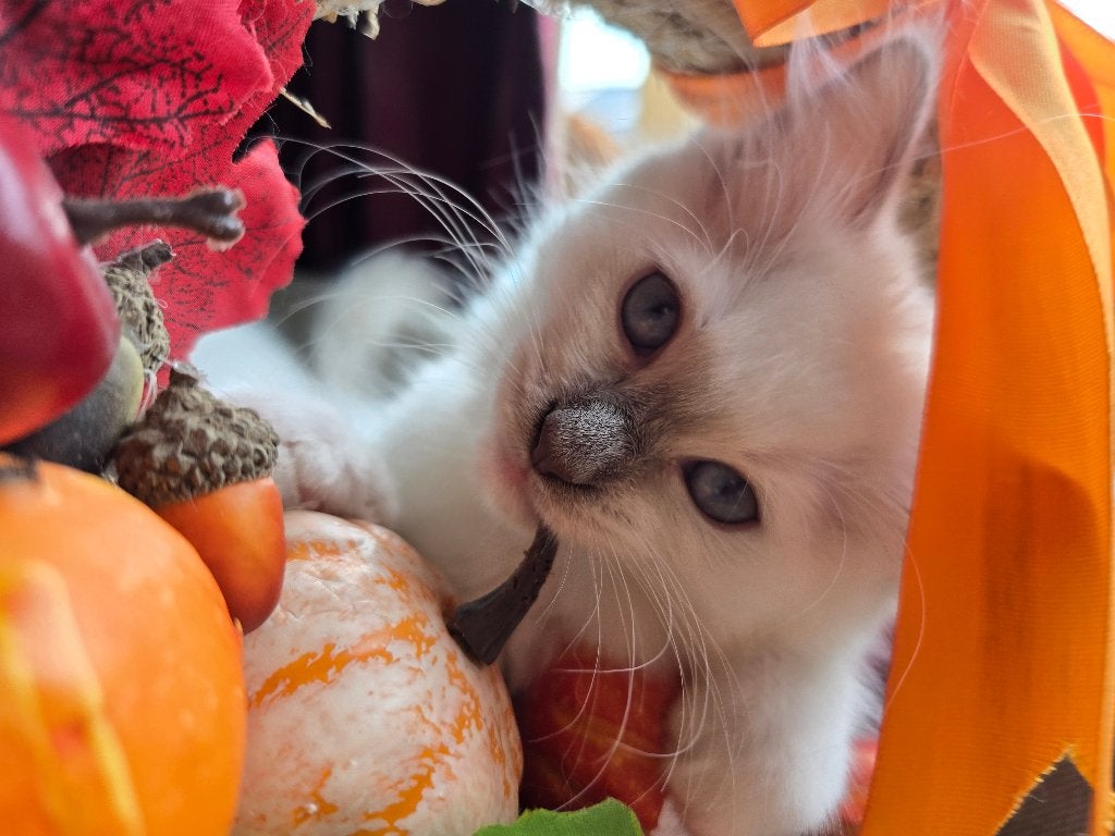 Ragdoll kittens met vleugje maine coon, Kater, Gechipt, 0 tot 2 jaar
