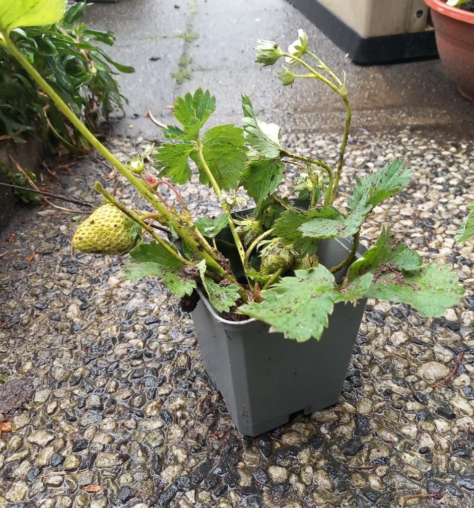 Hollandse aardbeienplantjes volwassen planten ( biologisch), Volle zon, Eenjarig, Ophalen of Verzenden, Fruitplanten