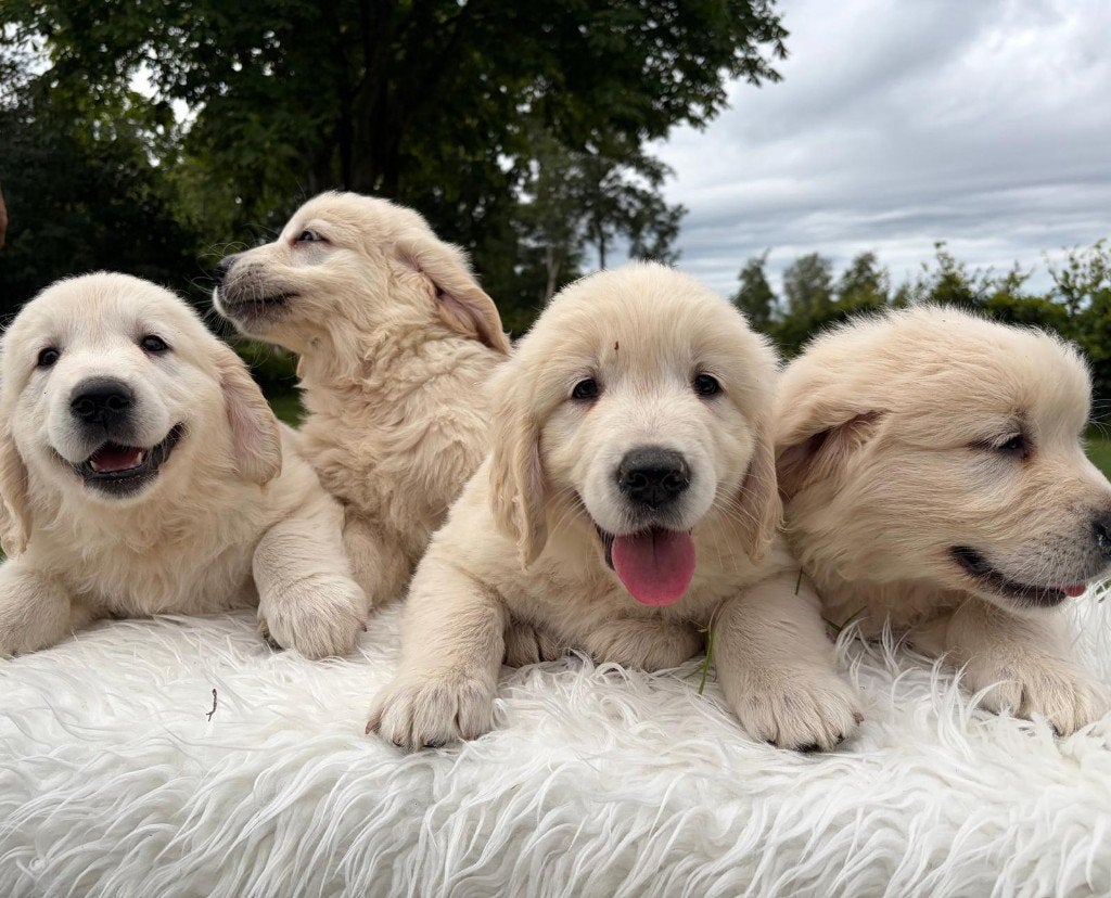 Prachtig nestje Golden Retrievers aangeboden, 8 tot 15 weken, Meerdere, Meerdere dieren, Parvo