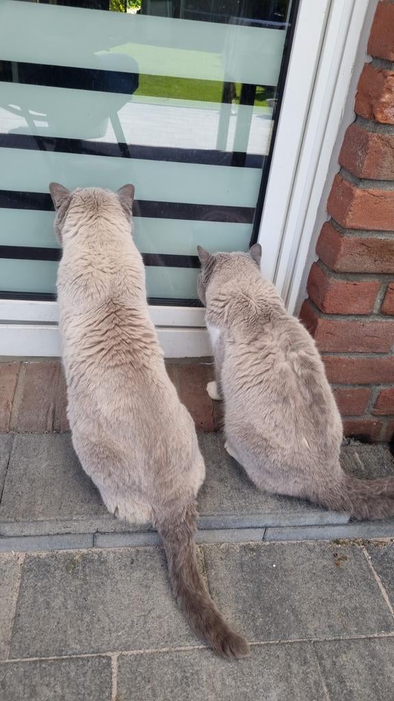 Litter 3 kattenbak HANDMATIG GEMAAKT, Ophalen of Verzenden