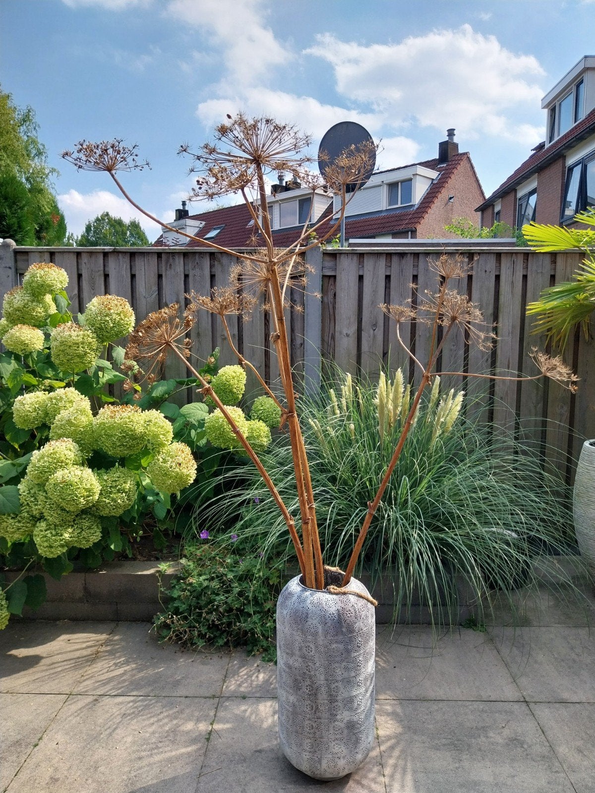 gedroogde berenklauw 100cm-165cm, Ophalen