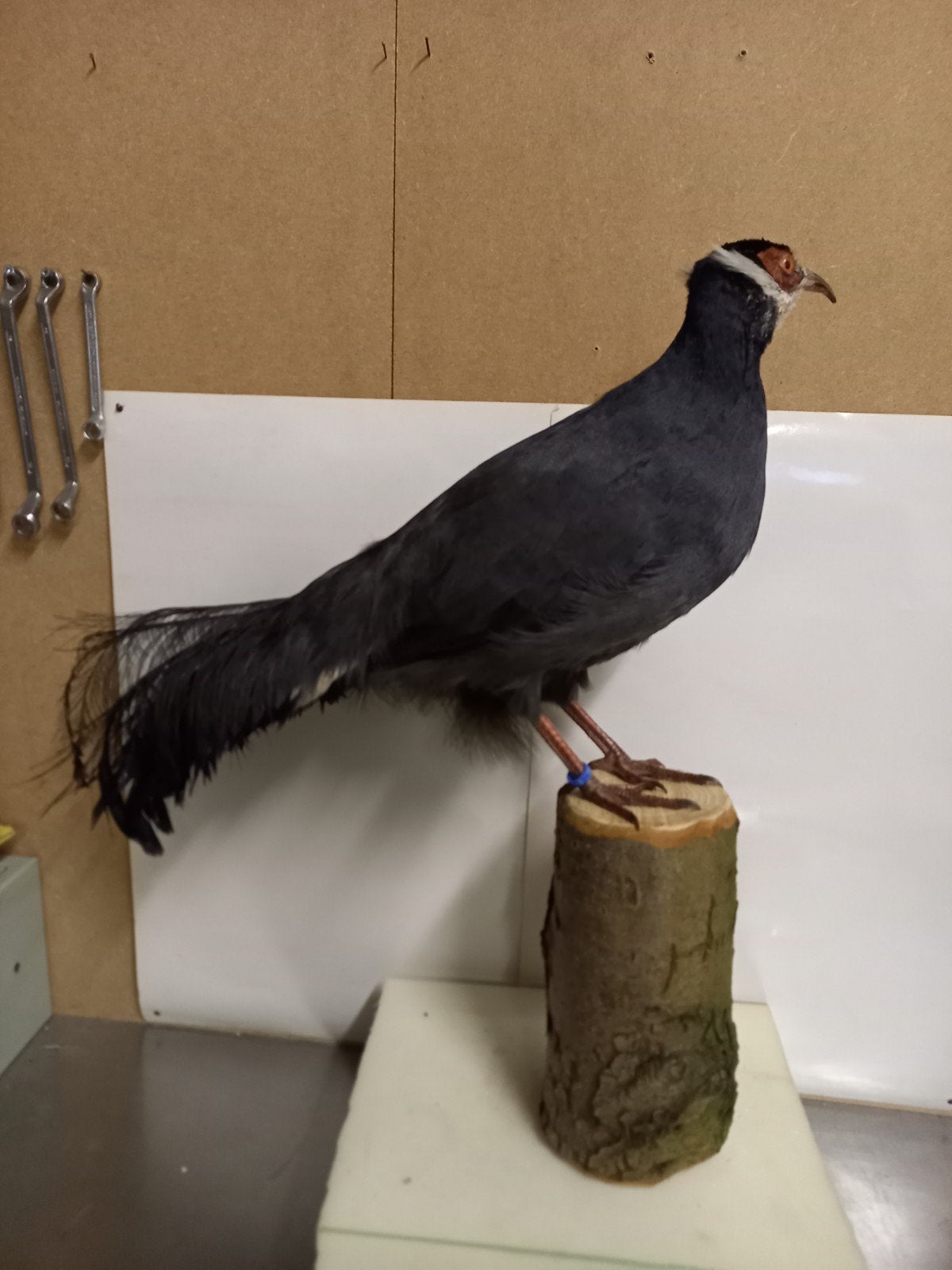 Opgezette blauwe oor Fazant, Ophalen, Zo goed als nieuw, Vogel, Opgezet dier