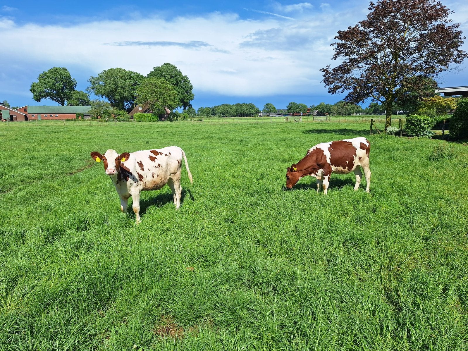 2 roodbonte pinken, Dieren en Toebehoren, Runderen, Mannelijk