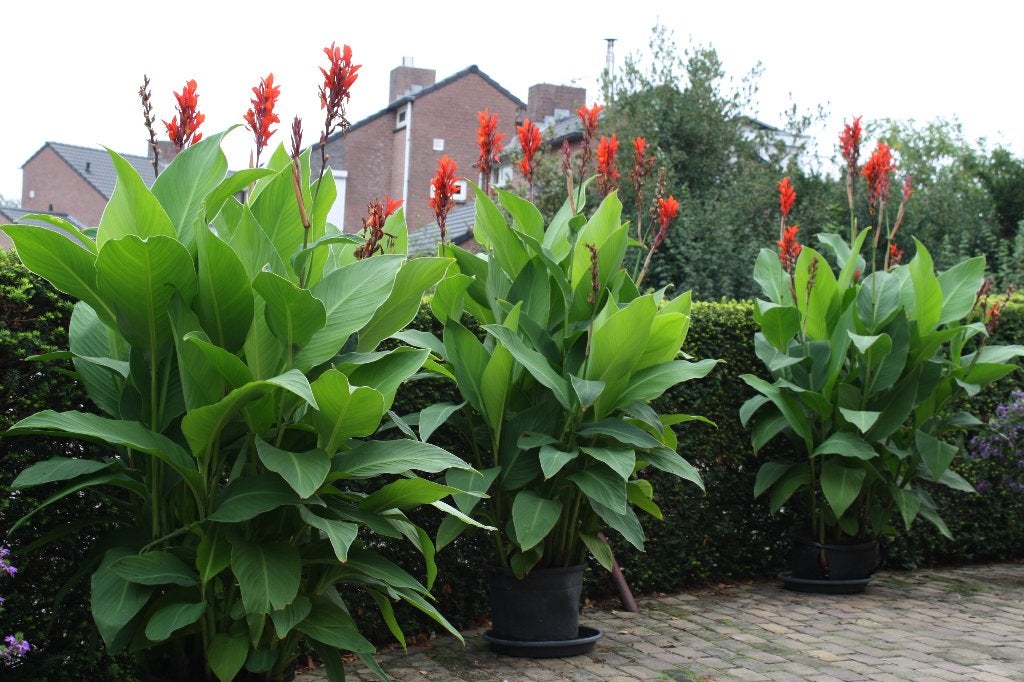 Canna / Indisch bloemriet, Ophalen, Zomer, Overige soorten, Volle zon