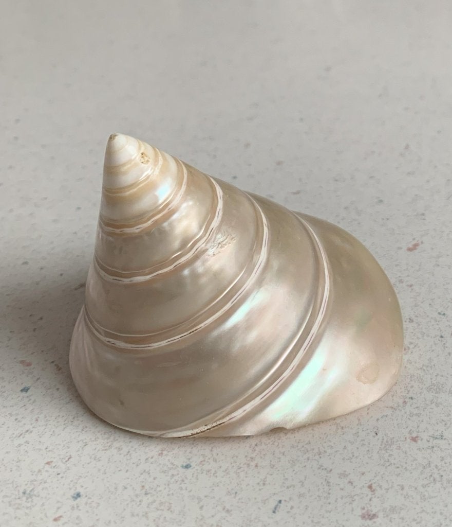 Schelp Parelmoer TROCHUS PYRAMIS - 7 cm hoog, Verzamelen, Ophalen of Verzenden, Schelp(en)
