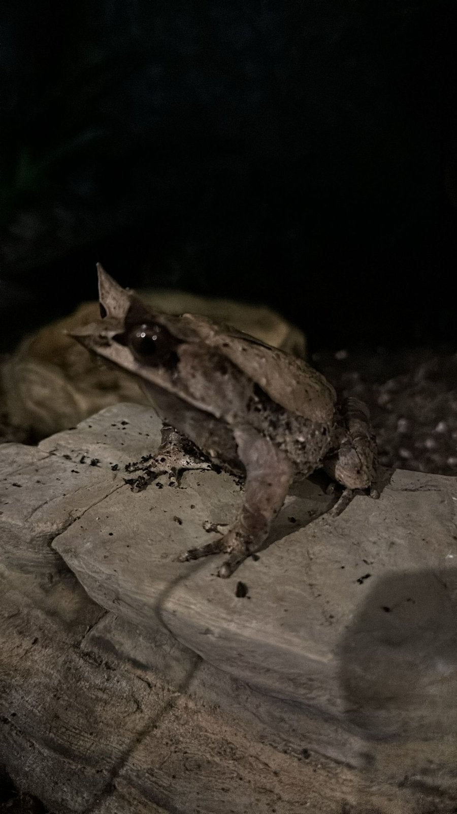Aziatische hoornkikker Pelobatrachus nasutus