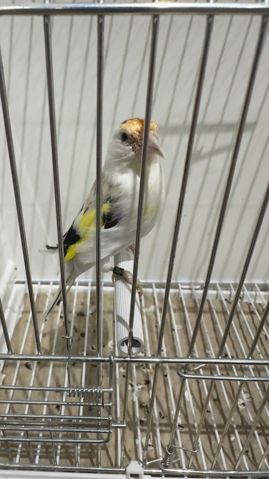 Major putter, Dieren en Toebehoren, Mannelijk, Wildzangvogel