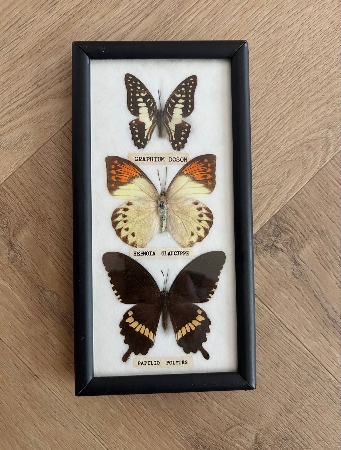 Ingelijste vlinders - Graphium Doson, Heemoia Glaucippe, Ophalen of Verzenden, Gebruikt