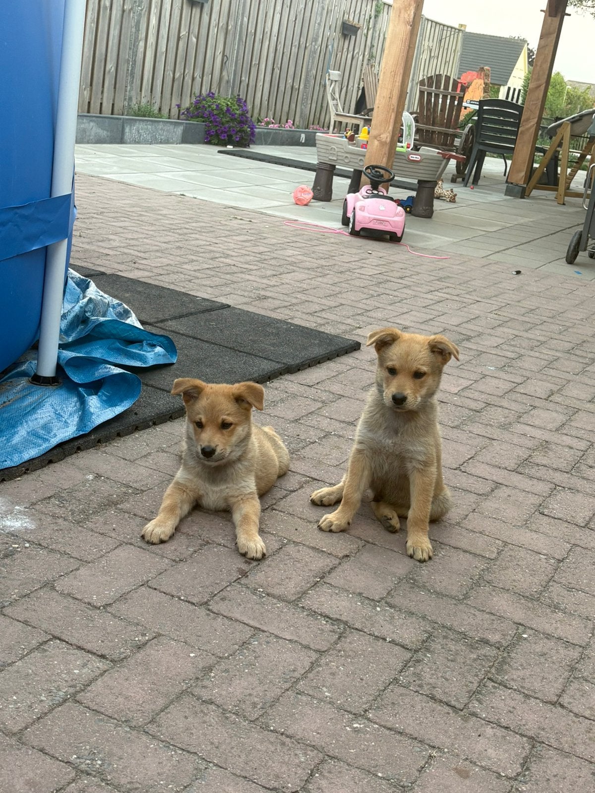 Lieve Herdermix x Eurasiër reutjes pups!, Nederland, 8 tot 15 weken, Parvo, Meerdere