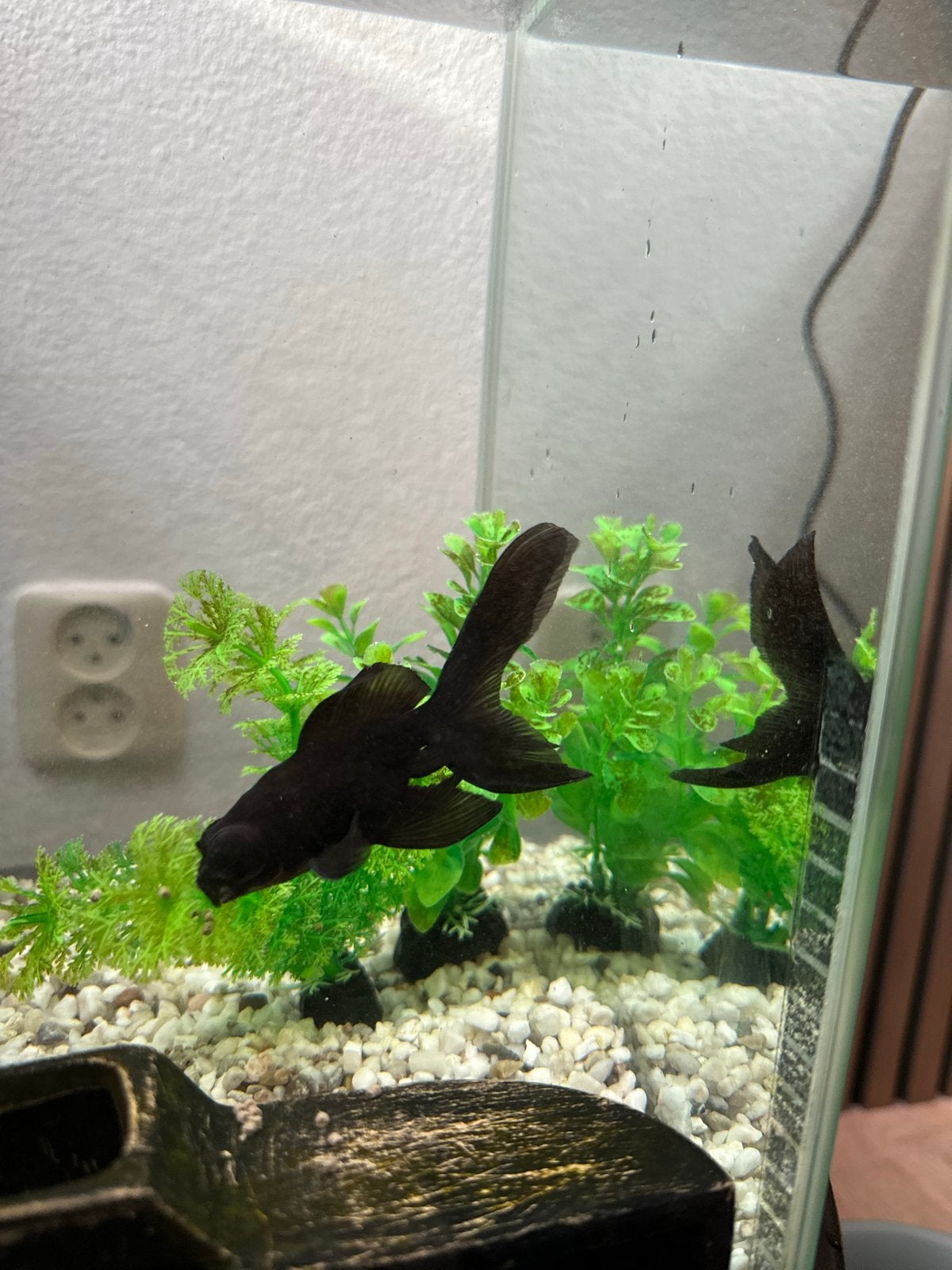 Compleet aquarium met 2 goudvissen + alle accessoires, Dieren en Toebehoren, Vissen | Aquariumvissen, Vis