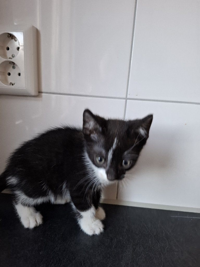 Te koop 3 kittens, 1 katertje en 2 poesjes, Dieren en Toebehoren, Katten en Kittens | Overige Katten, Meerdere dieren, Kortharig
