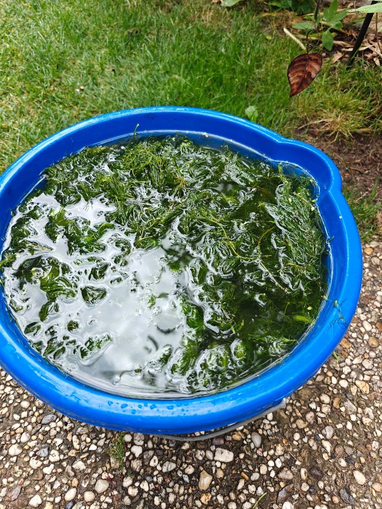 Hoornblad zuurstof plant, Tuin en Terras, Vijvers, Ophalen, Zo goed als nieuw