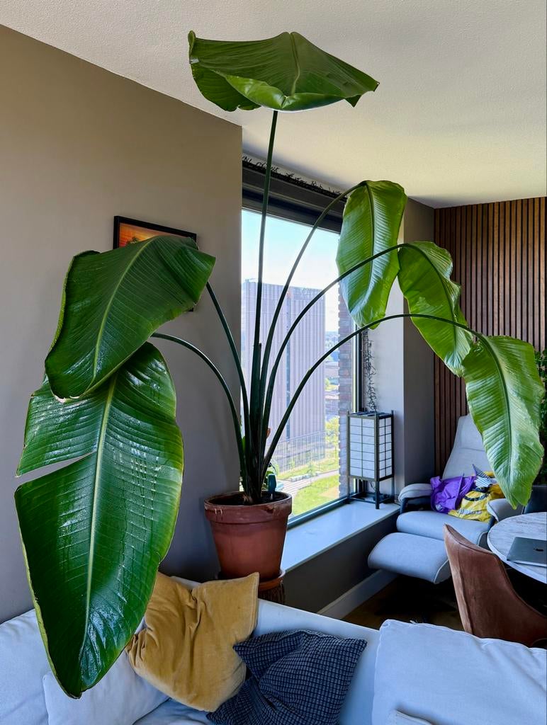 XL Strelitzia Nicolai 200 cm incl. pot - Paradijsvogelplant, Ophalen, 200 cm of meer, Overige soorten, In pot
