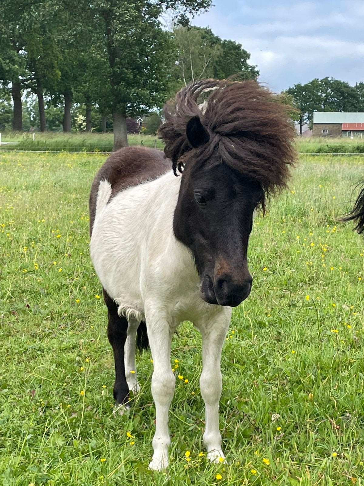 Superleuke en knappe jaarling Shetland hengst, Met stamboom, Niet van toepassing, 0 tot 2 jaar, Hengst
