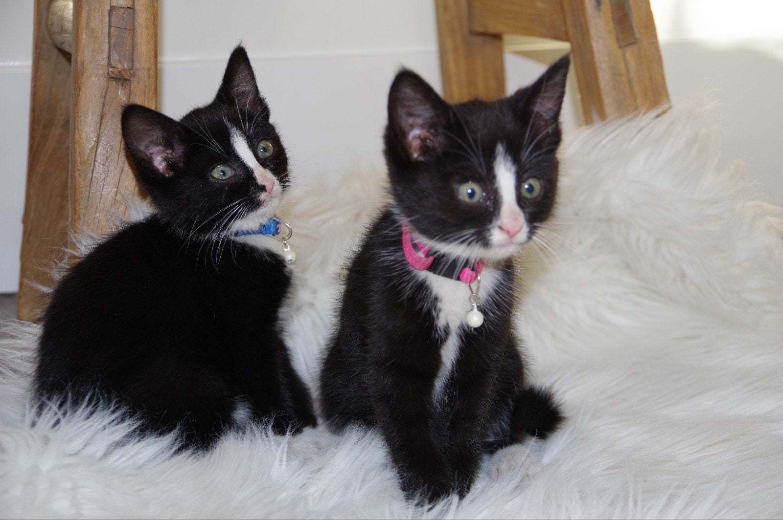 Kittens, Poes, Kortharig, 0 tot 2 jaar