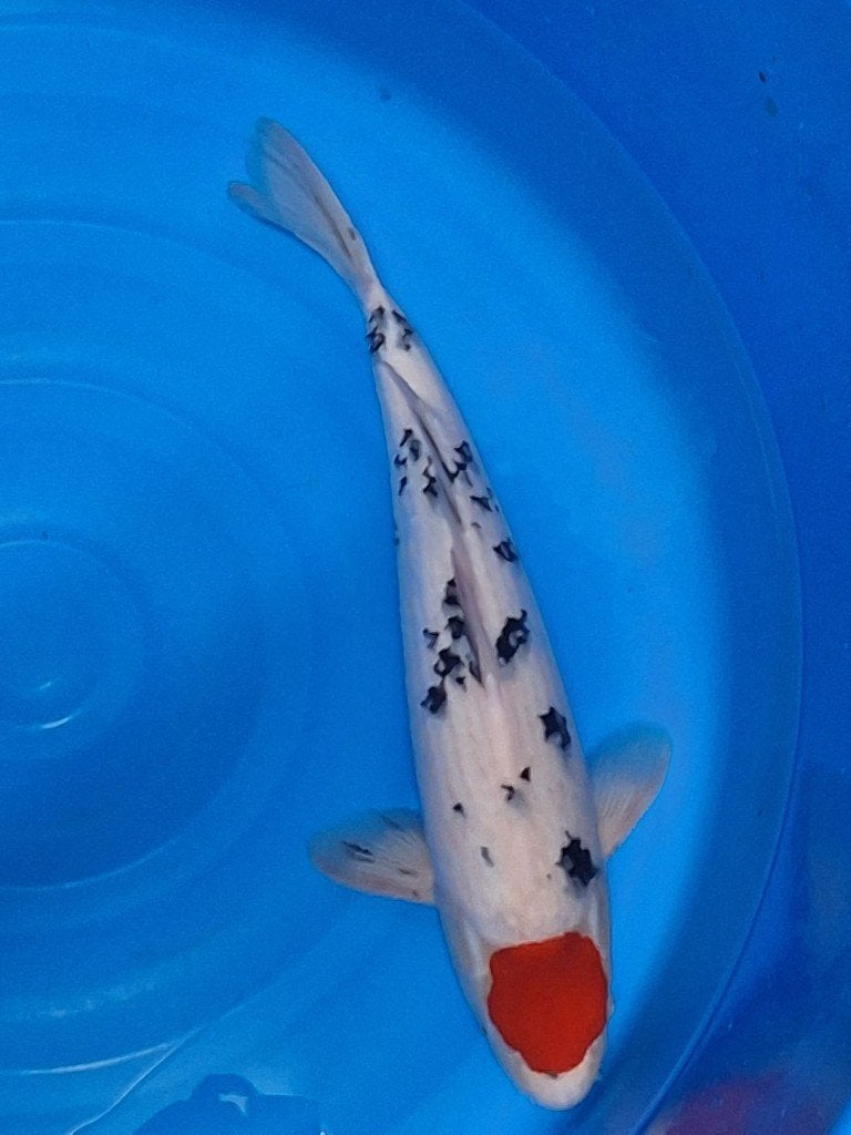 prachtige tancho sanke 57 cm, Karper of Koi