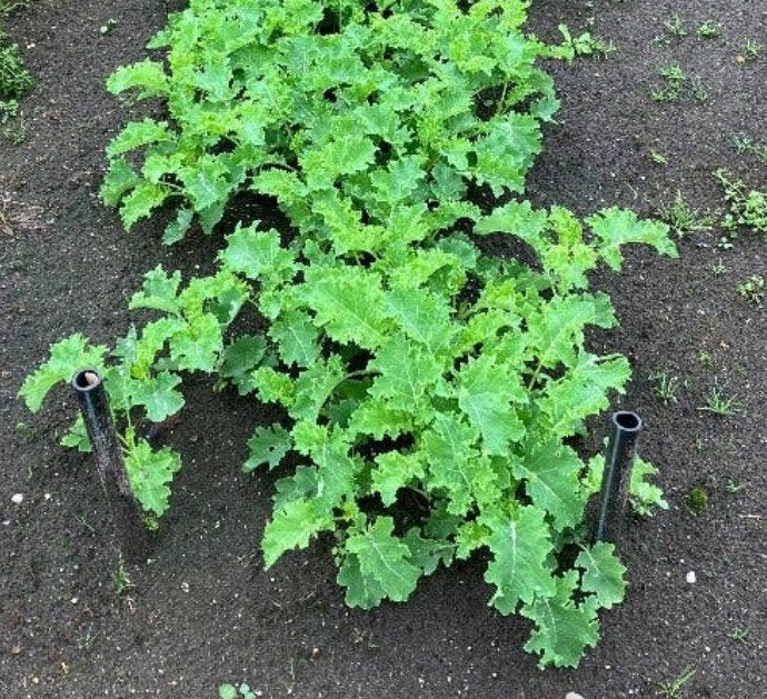 Verse Boerenkool Planten voor uw Moestuin, Tuin en Terras, Ophalen of Verzenden, Eenjarig, Groenteplanten, Volle zon
