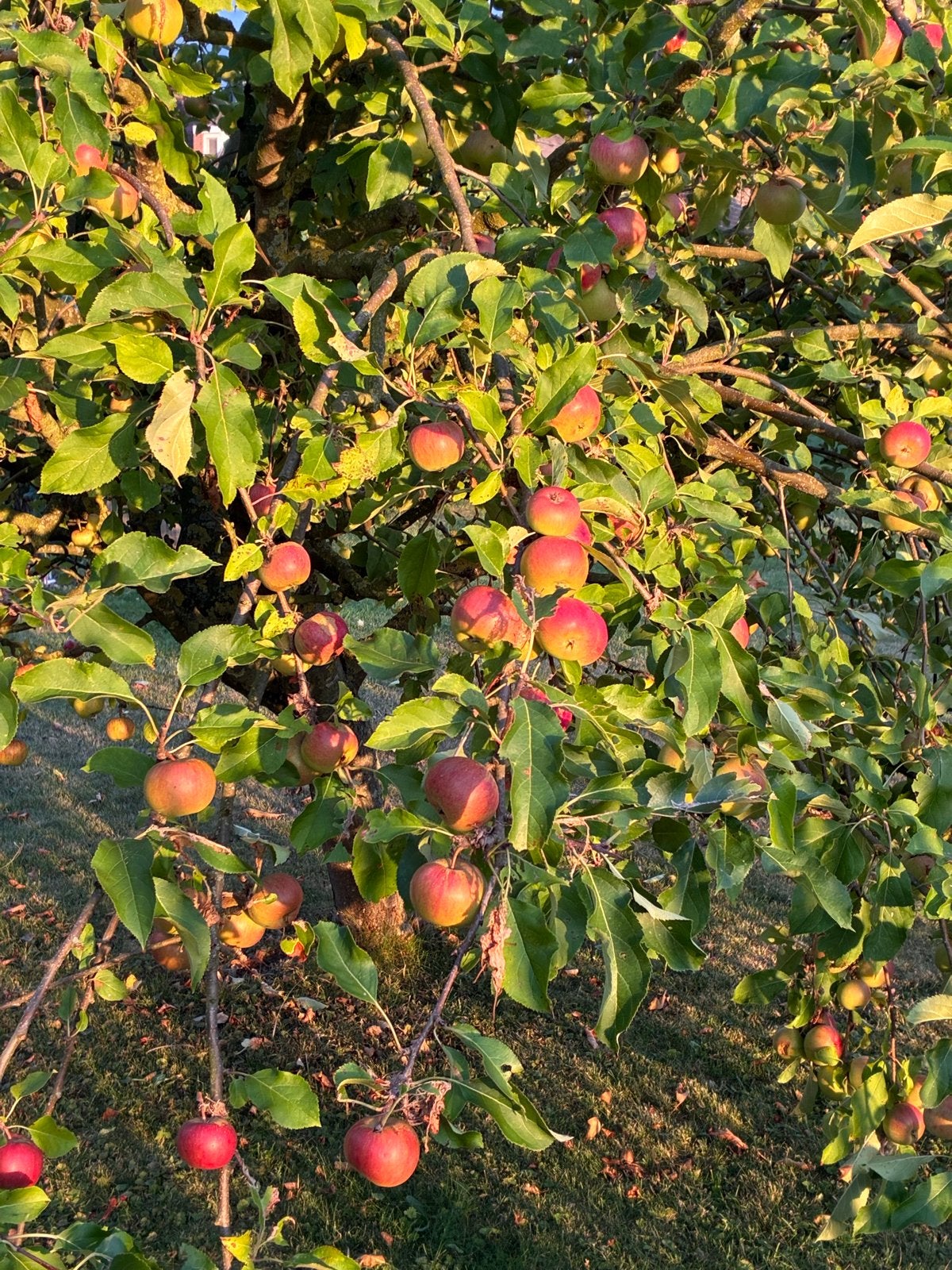 Verse appels en pruimen van eigen boomgaard, Ophalen