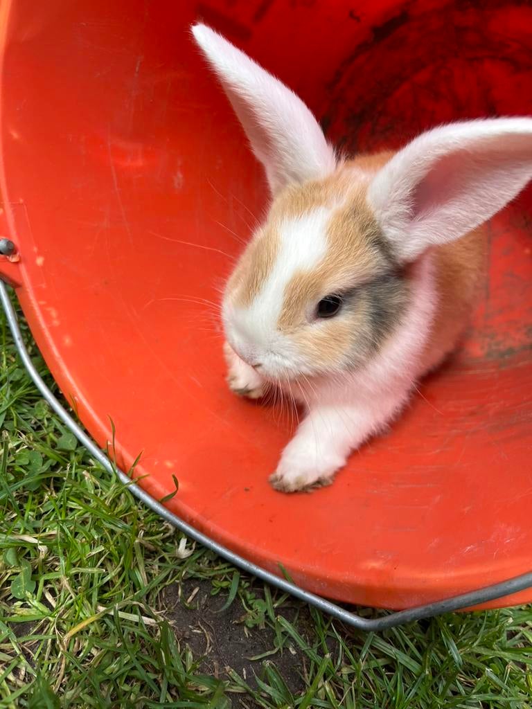 Konijn mannetje, Dieren en Toebehoren, Konijnen, Mannelijk