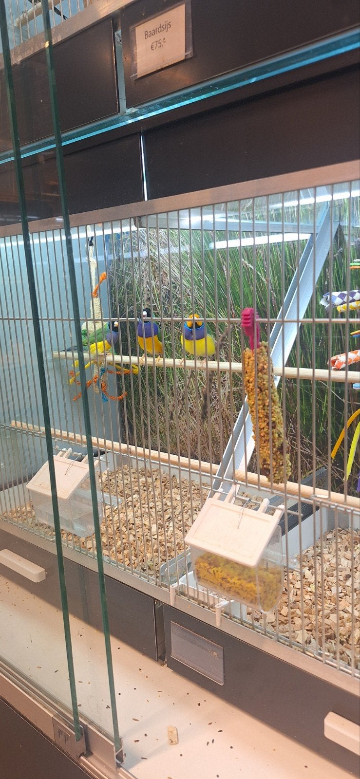 prachtige gouldamadines, Meerdere dieren, Tropenvogel, Geringd