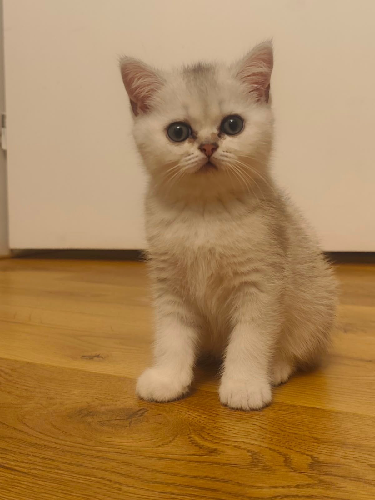 Britse korthaar kittens !!! Laatste 3 !!!, Dieren en Toebehoren, Katten en Kittens | Raskatten | Langhaar, Kater, Gechipt