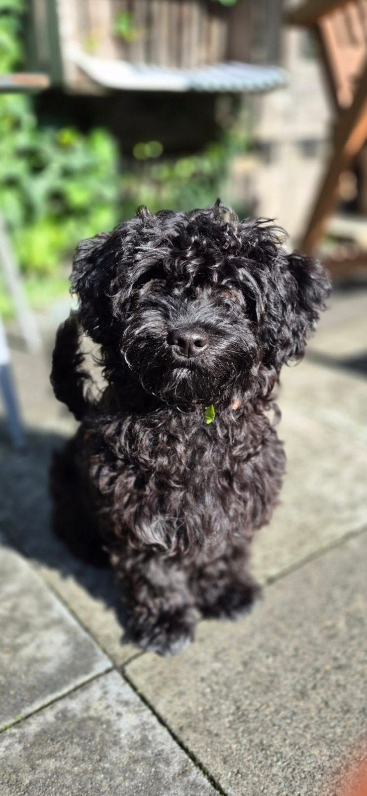 super lieve boomerpup, 15 weken tot 1 jaar, Eén hond, CDV (hondenziekte), Nederland