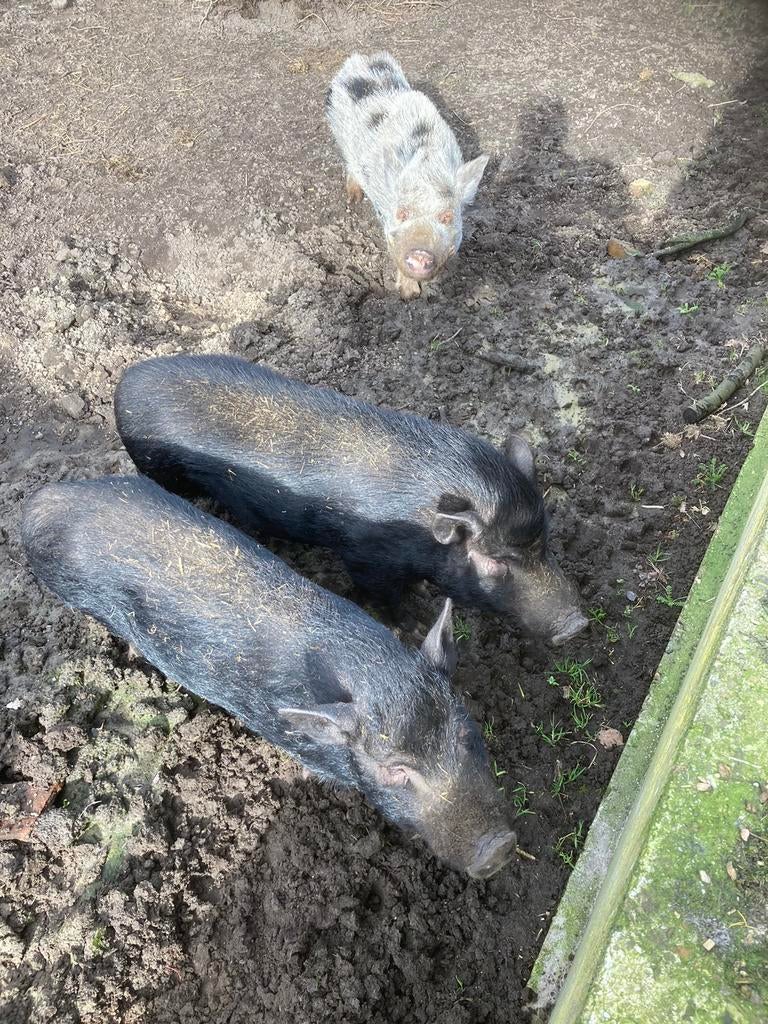 Göttinger mini varkens, Dieren en Toebehoren, Schapen, Geiten en Varkens, Meerdere dieren, Varken