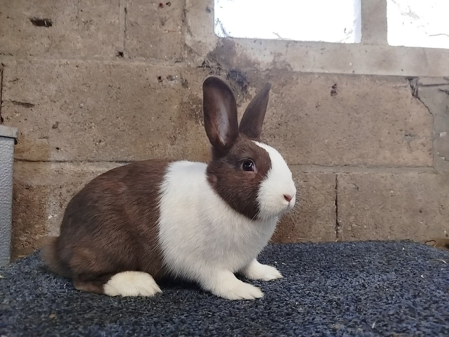 Hollanders bruin, Dieren en Toebehoren, Mannelijk, Klein, 0 tot 2 jaar