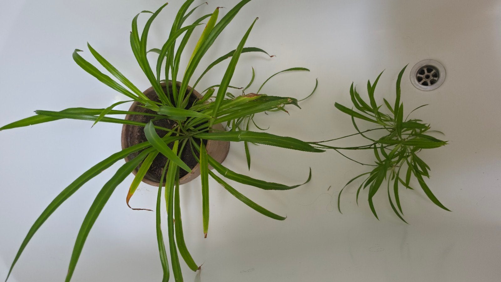 Graslelie (Chlorophytum), Huis en Inrichting, Ophalen, Overige soorten, Halfschaduw, Minder dan 100 cm