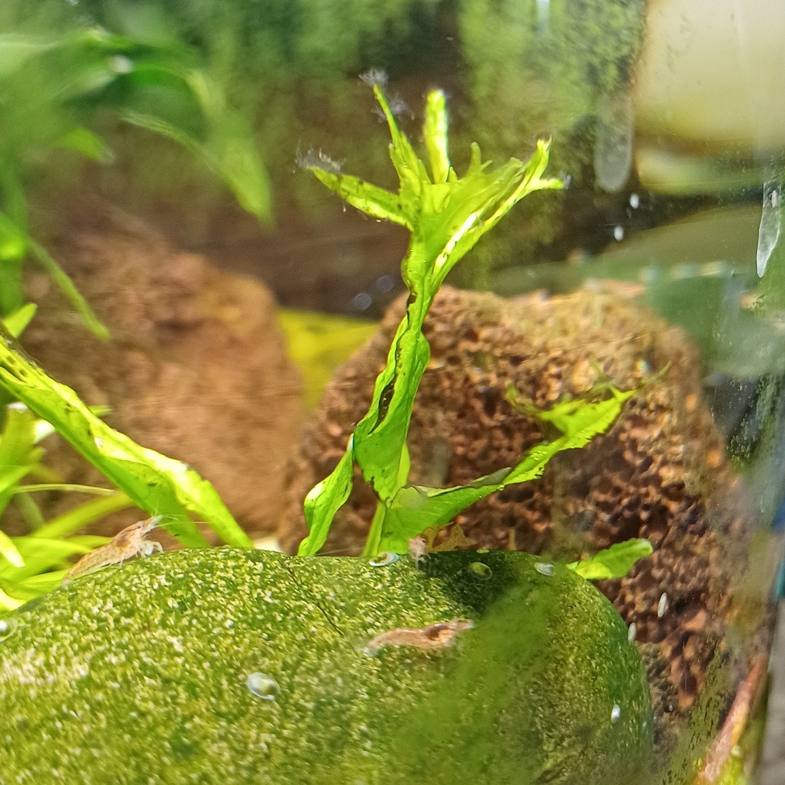 🦐 Baby vuurgarnalen 7 stuks € 1,-, Dieren en Toebehoren, Vissen | Aquariumvissen, Kreeft, Krab of Garnaal