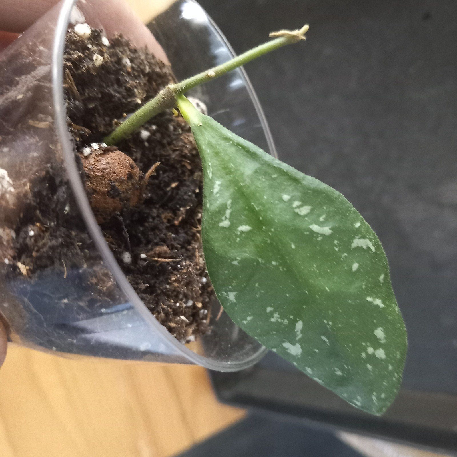 hoya carnosa freckles splash stek nr 3-2, Huis en Inrichting, Ophalen of Verzenden, Halfschaduw, Minder dan 100 cm
