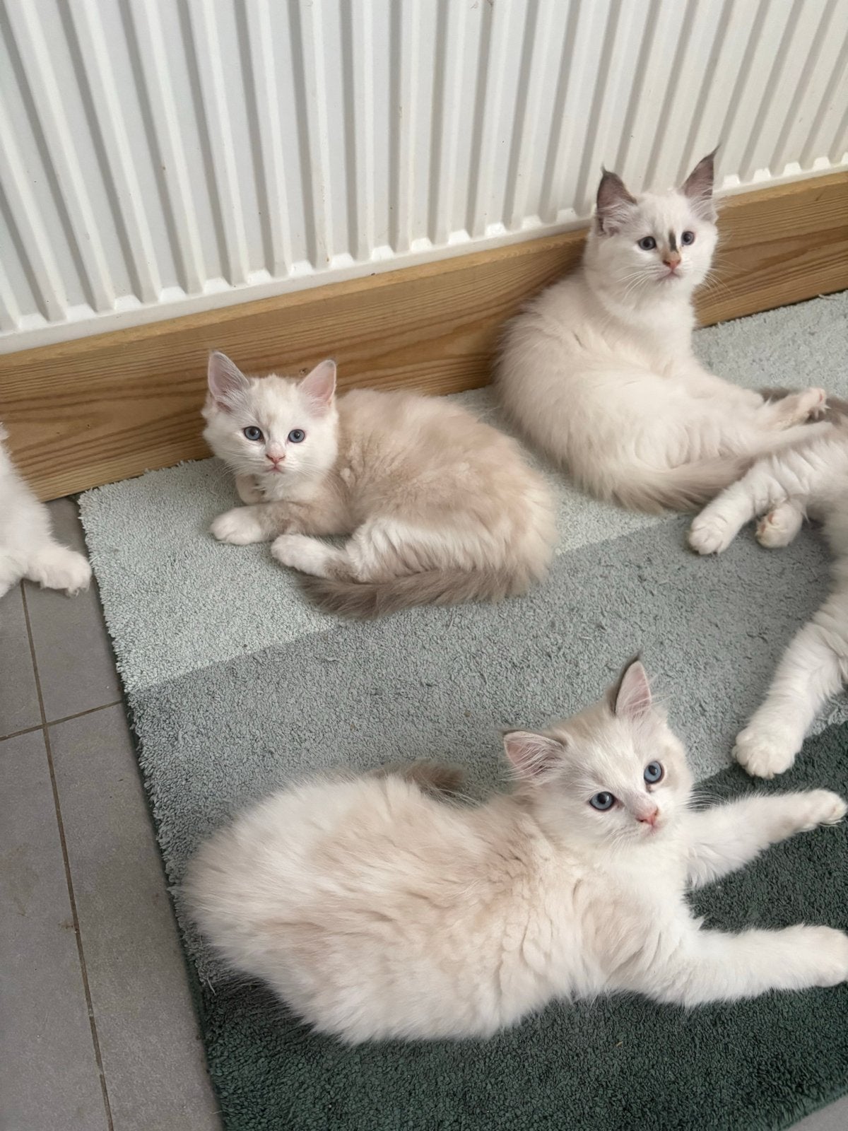 Ragdoll kittens, Dieren en Toebehoren, Meerdere dieren, Ontwormd, 0 tot 2 jaar