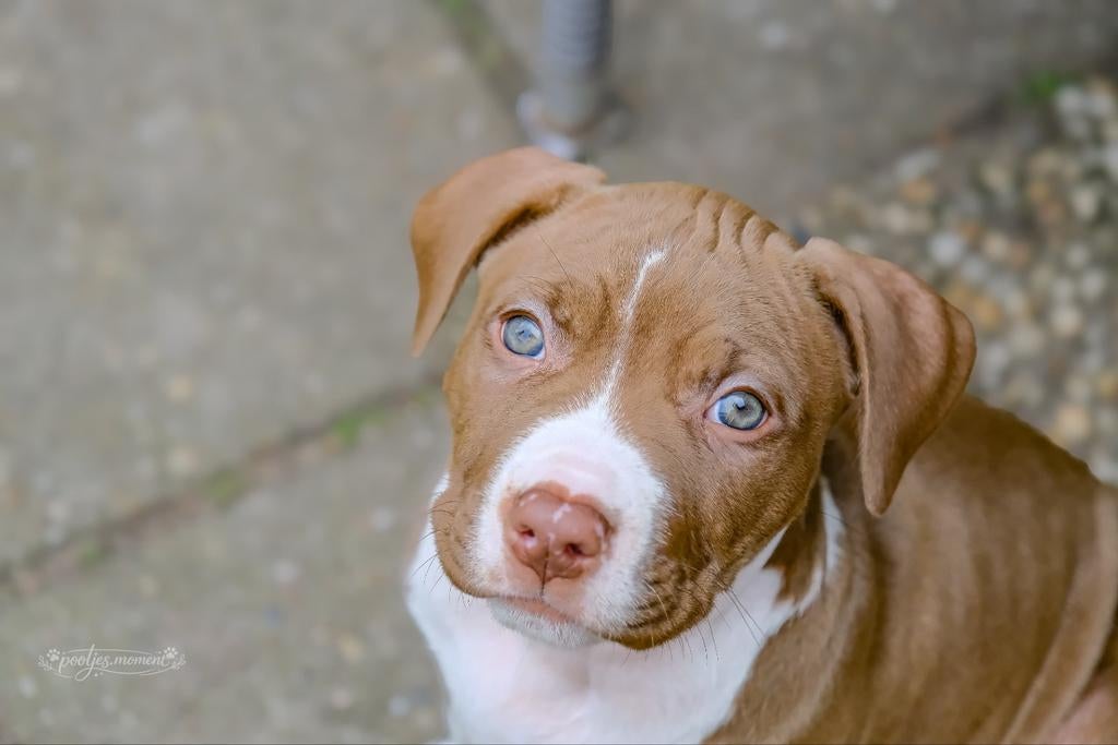 Stafford/ bully, Dieren en Toebehoren, Honden | Bulldogs, Pinschers en Molossers, 8 tot 15 weken, Teef, Bulldog, Eén hond