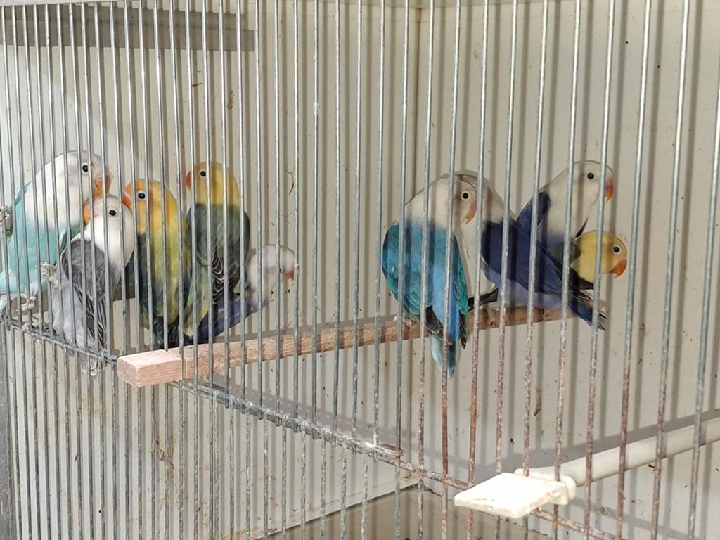 8x opaline ficherie, Dieren en Toebehoren, Vogels | Parkieten en Papegaaien, Meerdere dieren, Parkiet