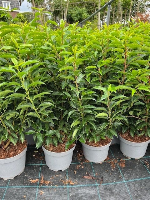 Portugese laurier , prunus augustifolia, Tuin en Terras, Planten | Struiken en Hagen, Ophalen, Laurier, Struik, Minder dan 100 cm