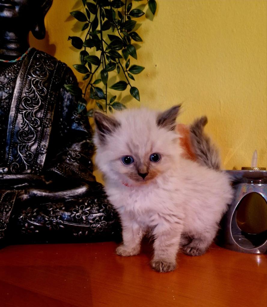 Raszuivere ragdoll kitten, Kater, Ontwormd, 0 tot 2 jaar