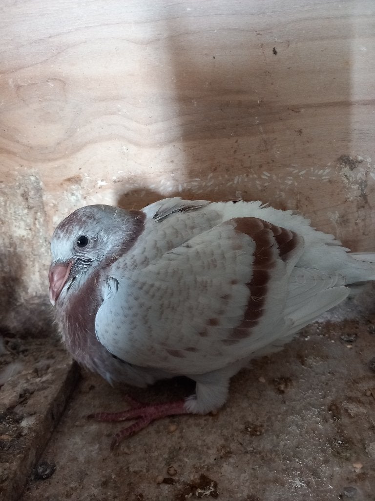 postduiven, Meerdere dieren, Postduif