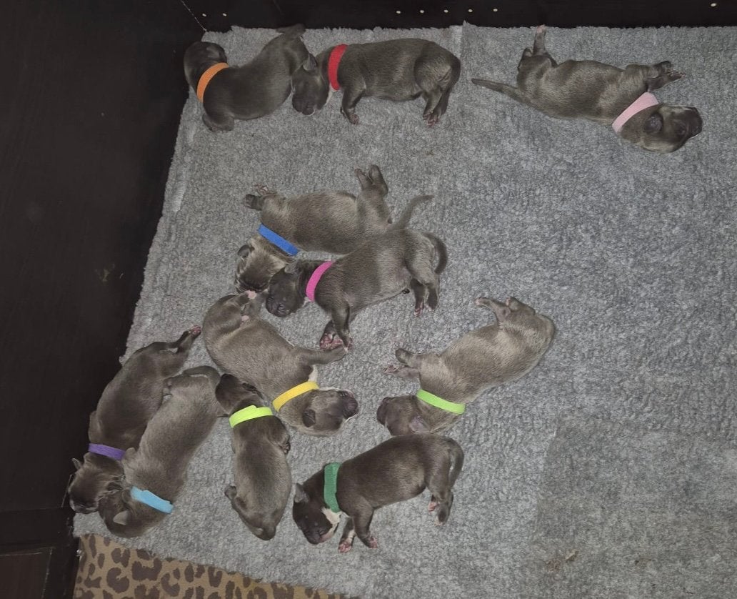 Puppies kruising XL Bully en Mastino x XXL Pitbull, Dieren en Toebehoren, 8 tot 15 weken, Meerdere, Meerdere dieren, Nederland