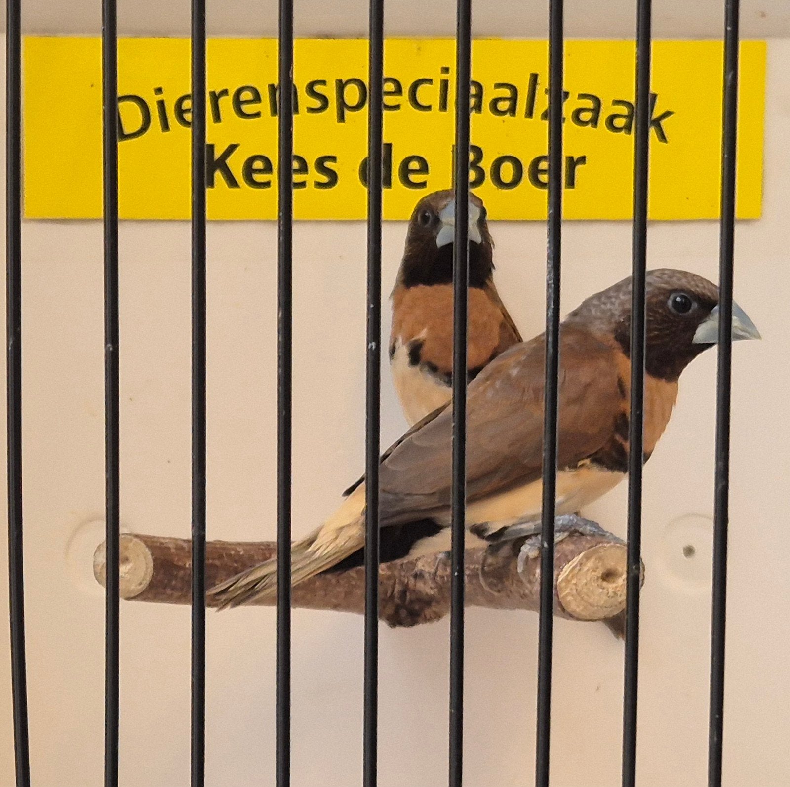 koppel bruinborst rietvinken, Dieren en Toebehoren