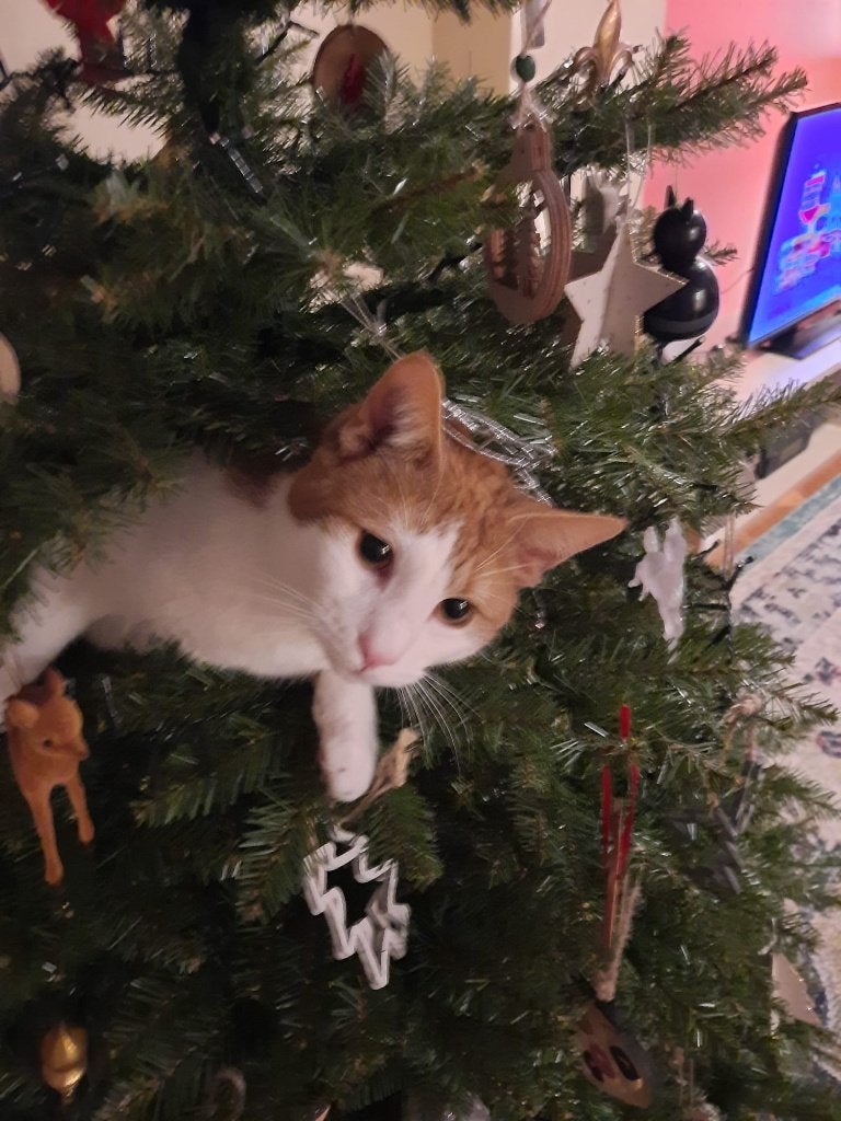 Lieve Milo zoekt een nieuw thuis, Kater, Ontwormd, 3 tot 5 jaar