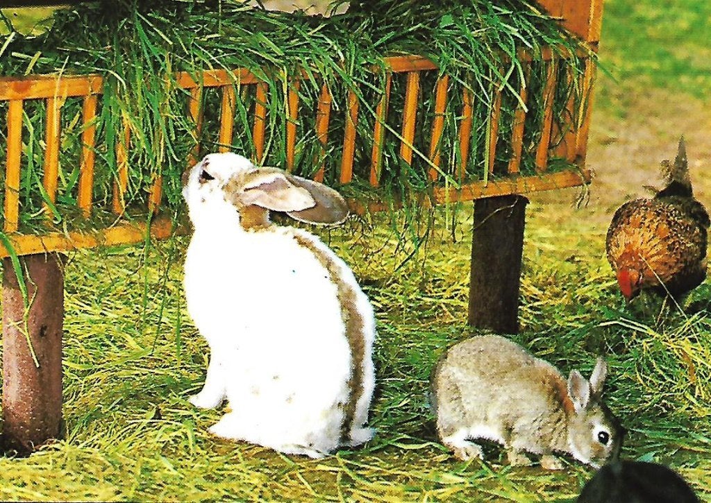 Dieren- -Konijnen met kip., Verzenden, 1980 tot heden, Gelopen, Overige soorten