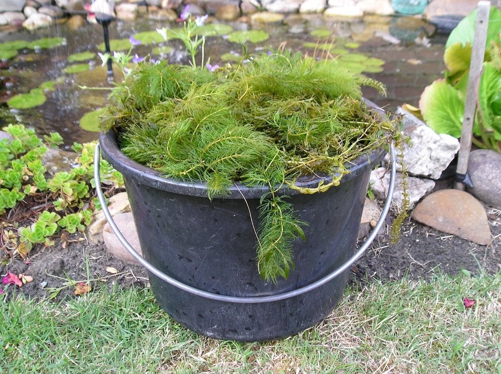 Zuurstof planten /vijverplanten, Ophalen, Vaste plant, Halfschaduw, Zomer