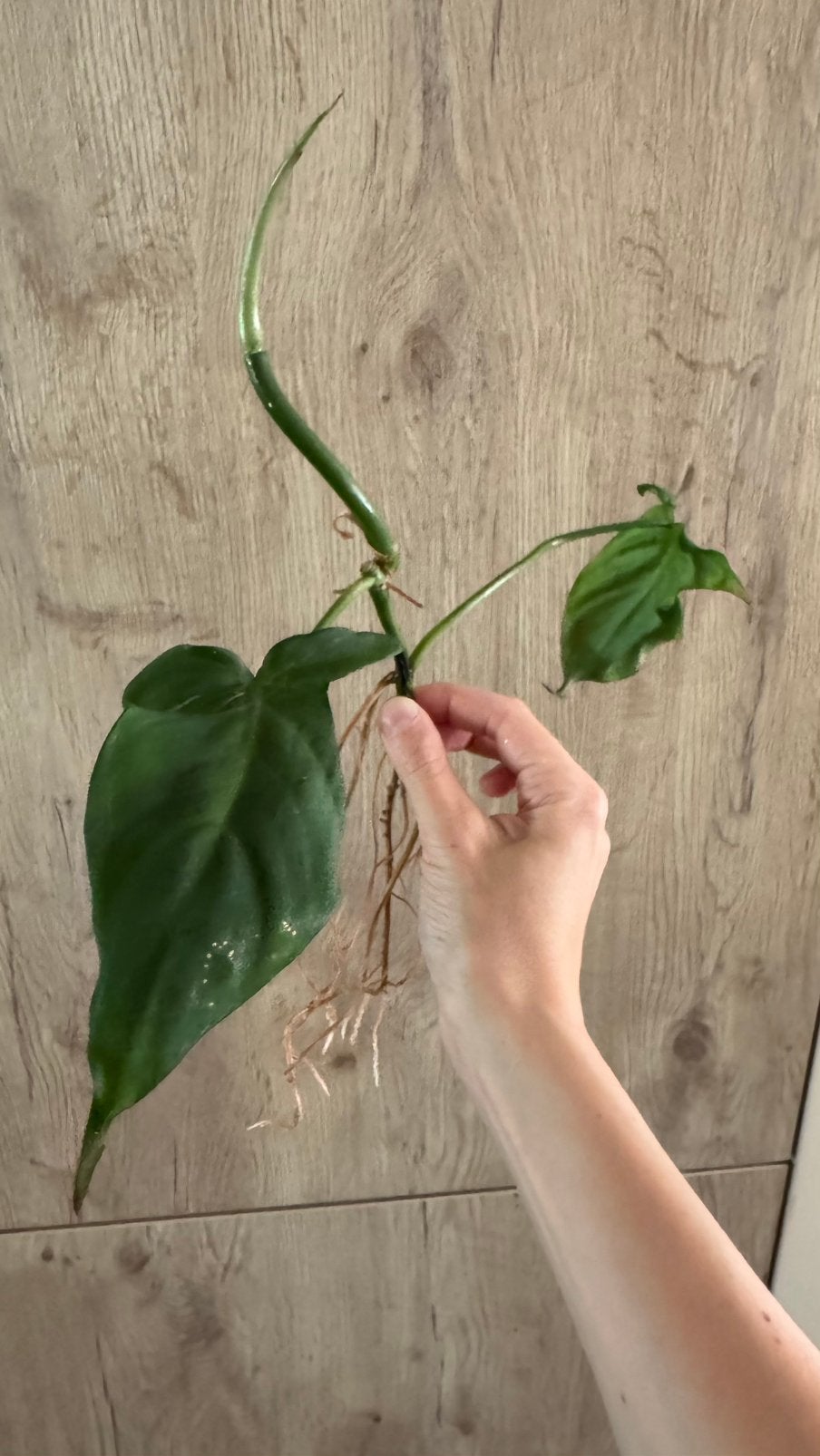Stek Philodendron Camposportoanum, Huis en Inrichting, Kamerplanten, Ophalen, Halfschaduw, Minder dan 100 cm