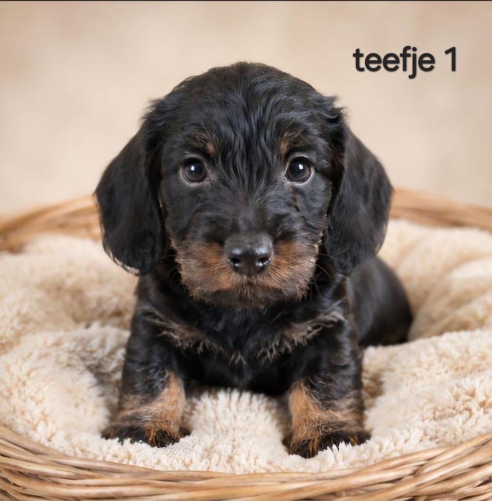 Super mooie ruwhaar dwergteckel pups. Black and tan, Parvo, 8 tot 15 weken, Dwerg, Meerdere