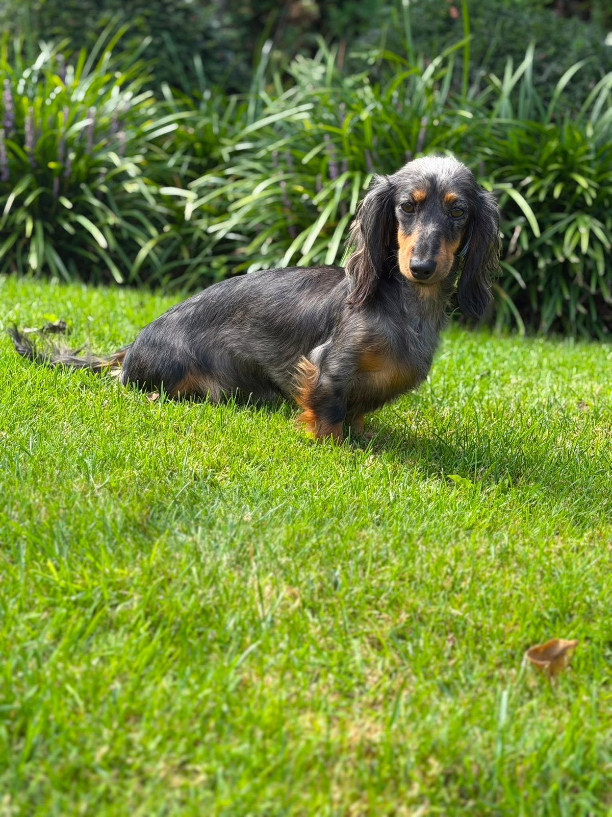 Op zoek naar een liefdevol huisje voor Misty ️, Kaninchen, Particulier, 1 tot 2 jaar, Buitenland