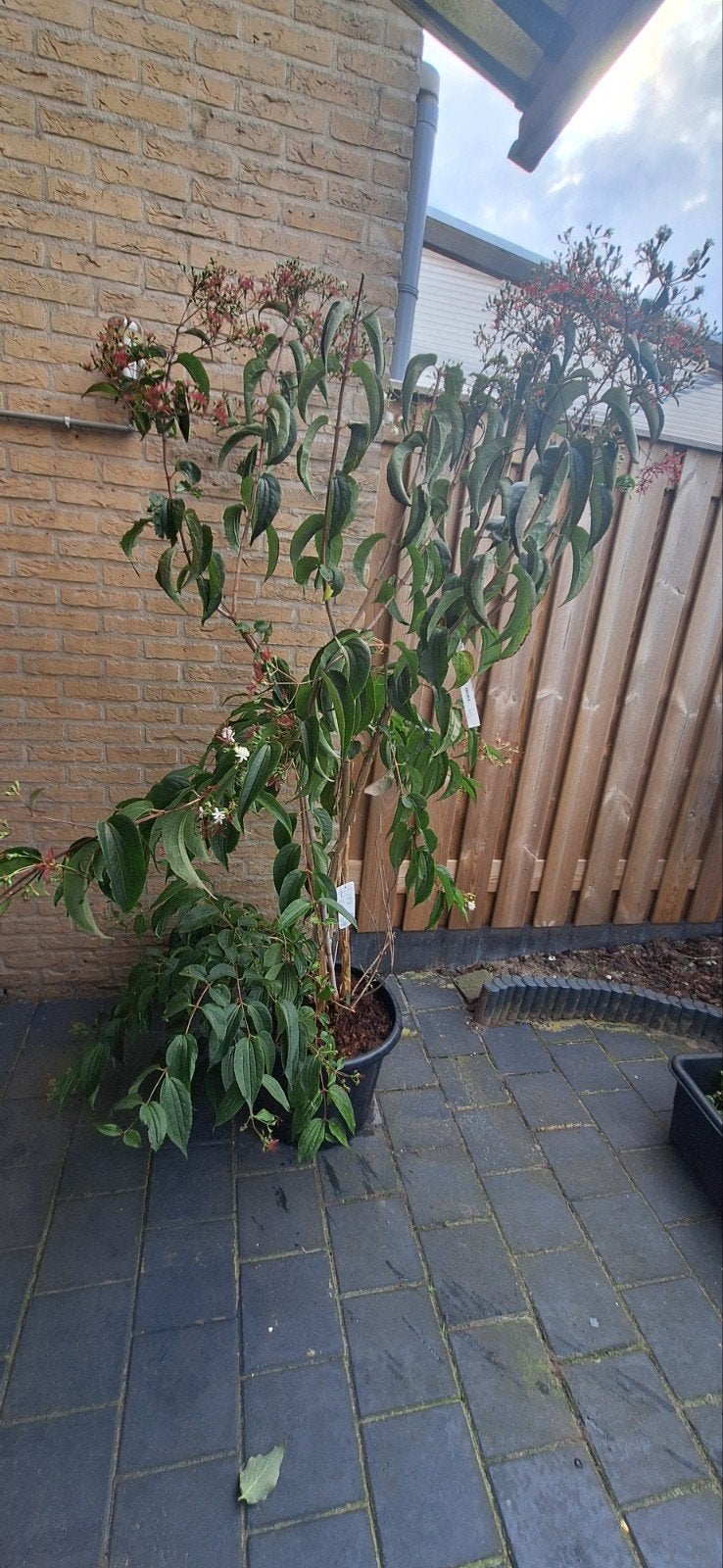 Heptacodium miconioides - Zevenzonenboom, Ophalen, Overige soorten, Struik, 100 tot 250 cm