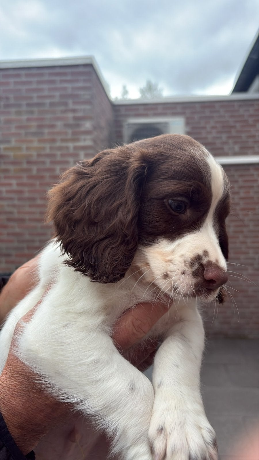 Te koop Sprocker pups., 8 tot 15 weken, Meerdere, Meerdere dieren, Nederland