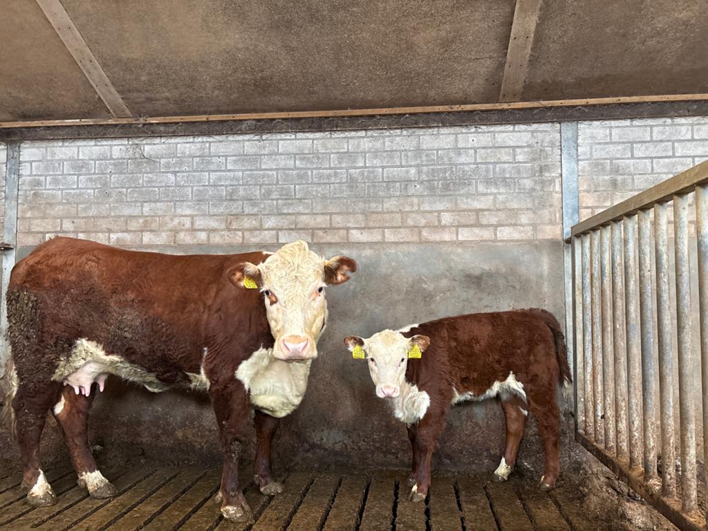 Zoogstel hereford, Dieren en Toebehoren, Runderen, Vrouwelijk