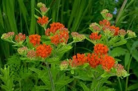 Verschillende vaste planten overige kleuren & 1 varen, Ophalen of Verzenden, Vaste plant, Overige soorten, Halfschaduw