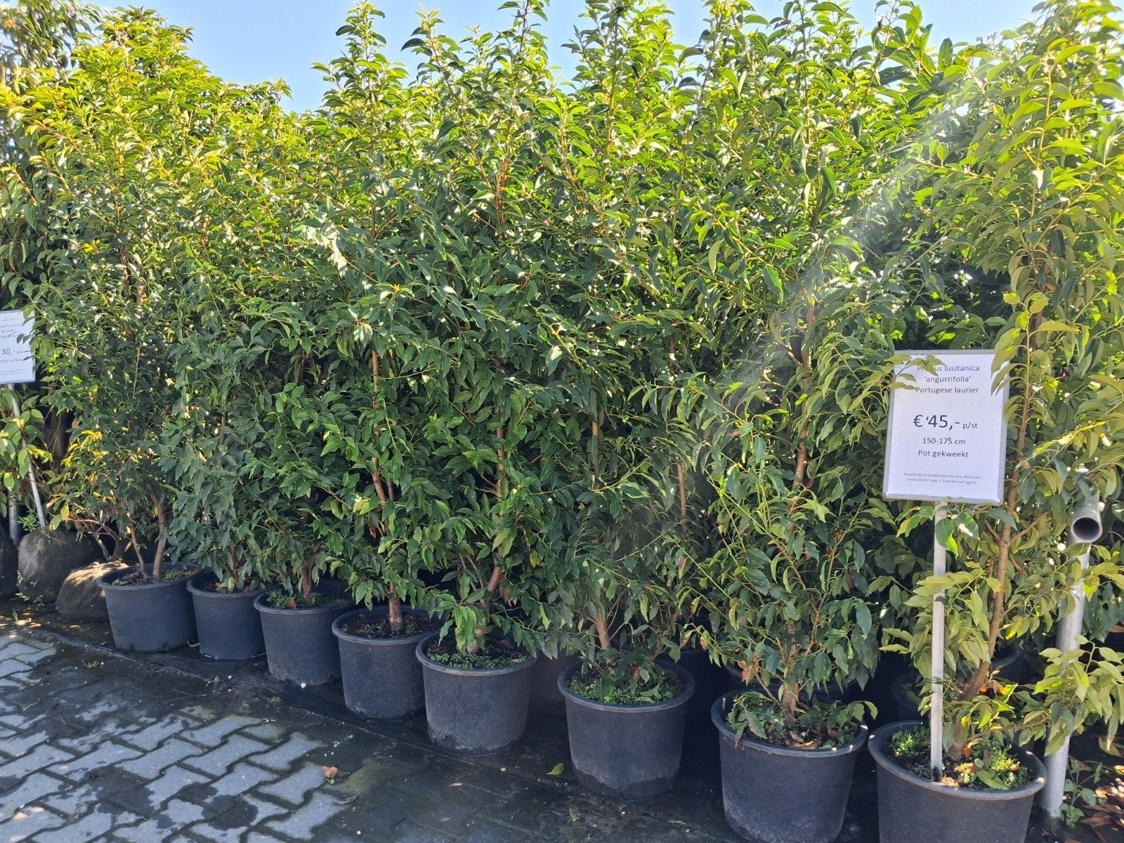 Portugese laurier (Prunus lusitanica 'Angustifolia') 160-180, Tuin en Terras, Planten | Struiken en Hagen, Ophalen of Verzenden